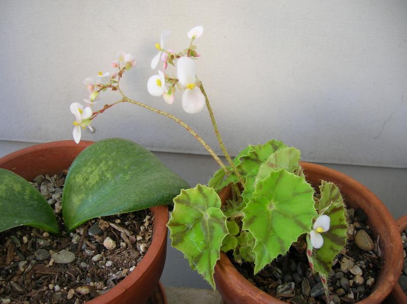 Rex Begonia (04-17-2012)