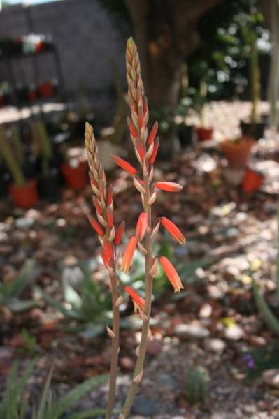 Aloe 'Blue Elf' (2015-Feb27).JPG