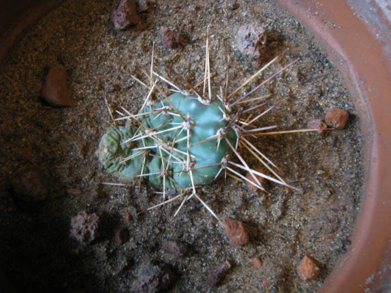 Don Prickles #4