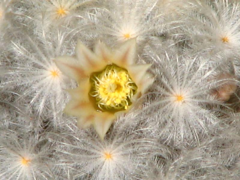 Mammilaria plumosa