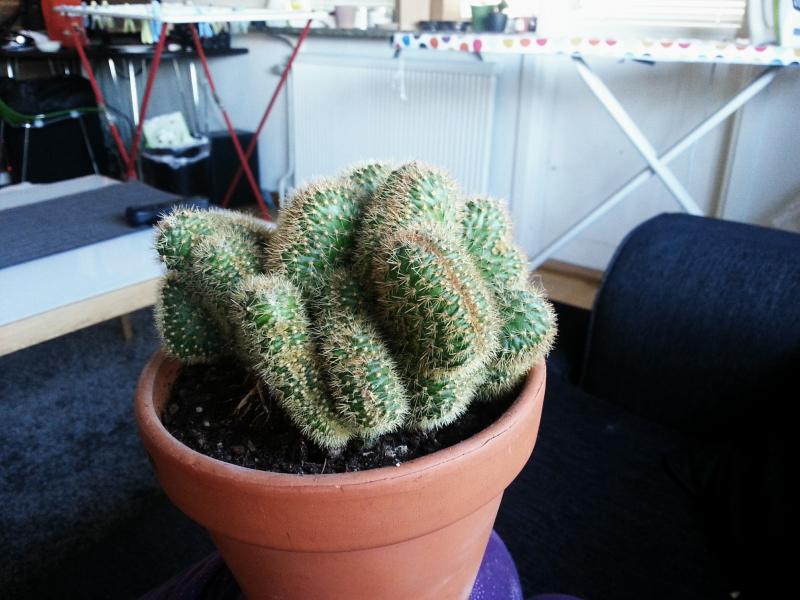 cactus1.jpg