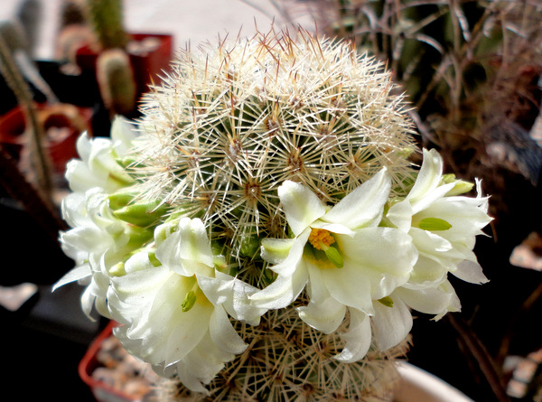 Mammillaria estebanensis, an island endemic from the Sea of Cortez