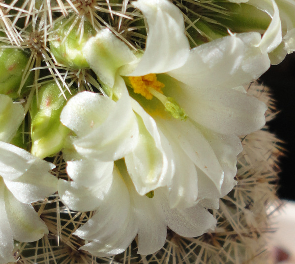 love the sort of lily white flowers