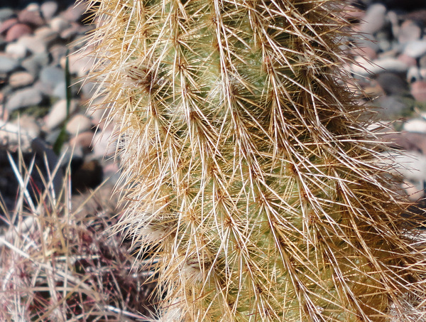 Echinocereus weedinii in bud, woohoo