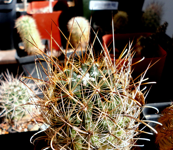 Ancistrocactus scheeri.