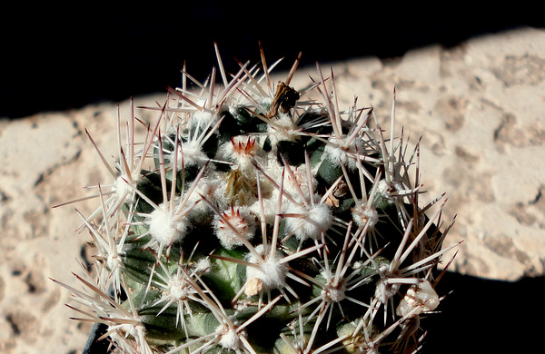 Escobaria robbinsorum