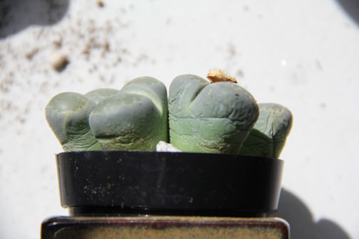 lithops 4.jpg