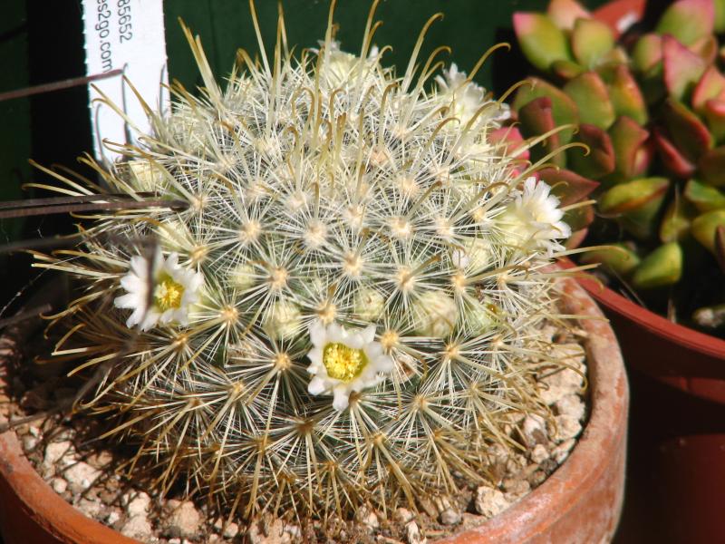 Mammillaria moelleriana ssp. cowperae