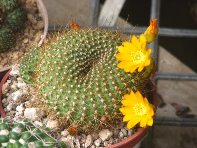 Rebutia marsoneri