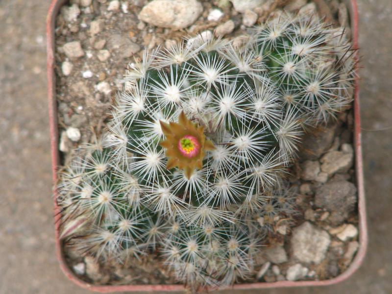 Escobaria emskoetteriana