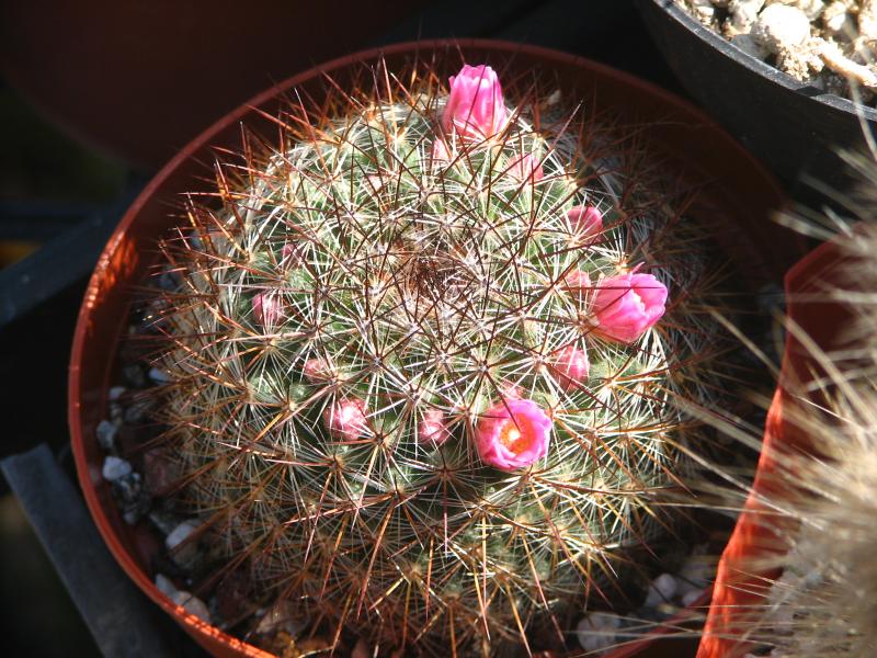 Unknown Mammillaria