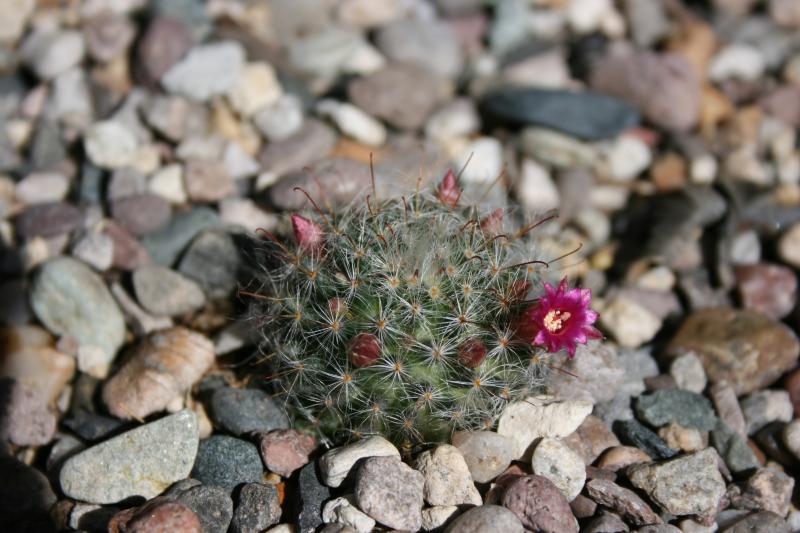 Mammillaria bocasana ssp bocasana var roseiflora (2015-Mar10).JPG