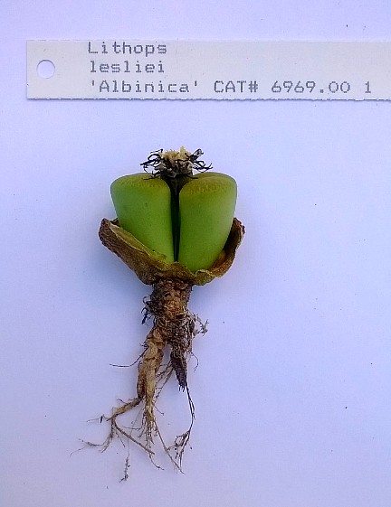 lithop lesliei albinica mar 2015 roots.jpg
