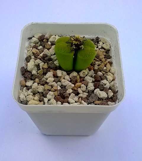 lithop lesliei albinica mar 2015 repotted 1.jpg