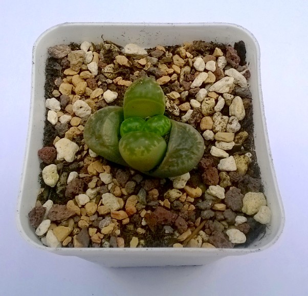 lithop helmutii Mar 2015 repotted.jpg