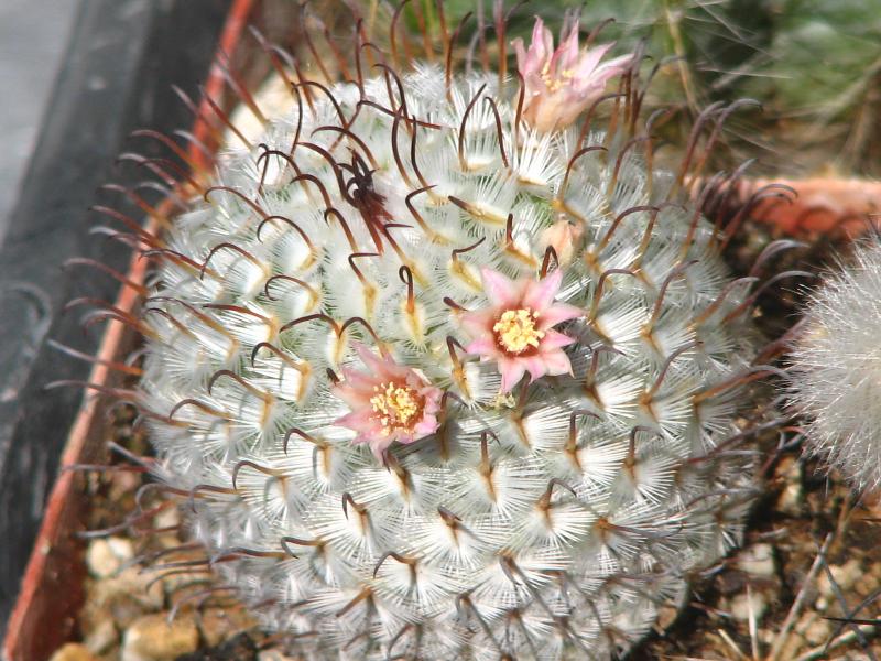 Mammillaria perezdelarosae