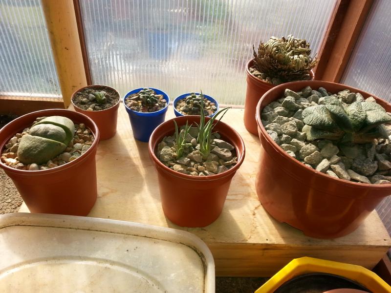 Bottom shelf non cacti