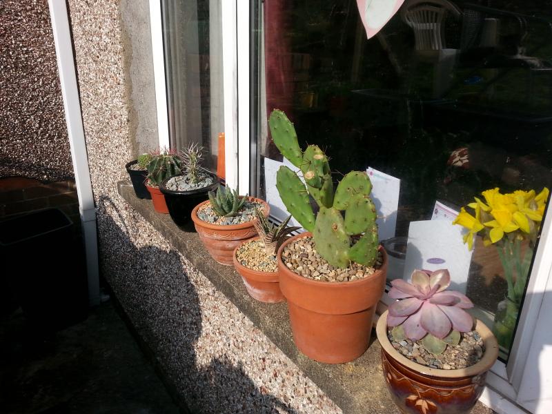 Outside plants, the windowsill is pretty sheltered from rain so no need to cover them up.