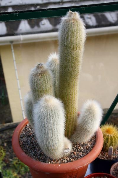 Cleistocactus strausii 18 March 2015 (2).JPG