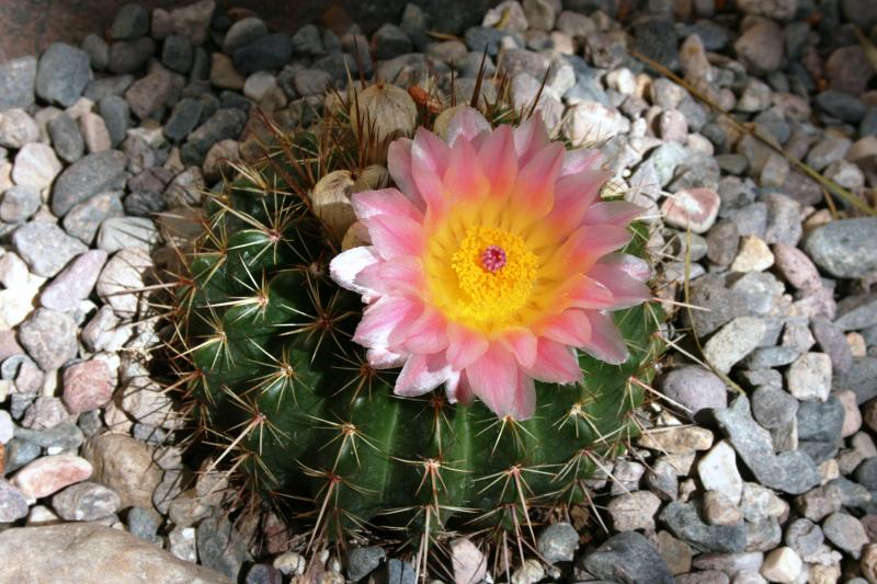 Notocactus roseoluteus (Chandler, AZ)