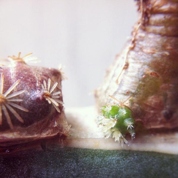 Echinocereus viridiflorus davisii