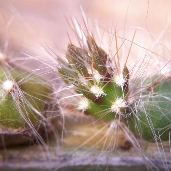 Horizontal Opuntia sp seedling