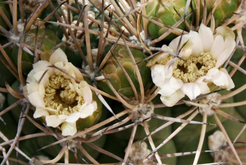 Gymnocalycium saglionus - close-up of flowers (Chandler, AZ)
