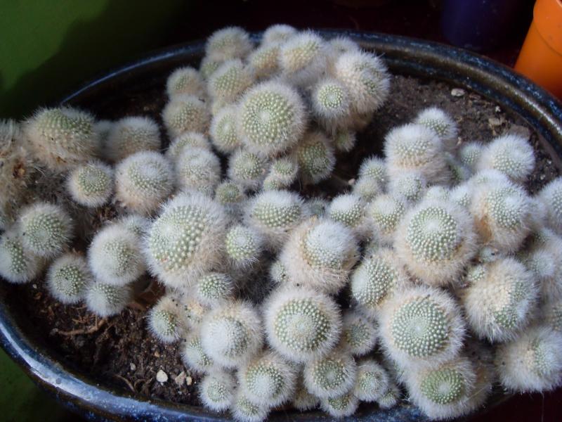 Rebutia muscula