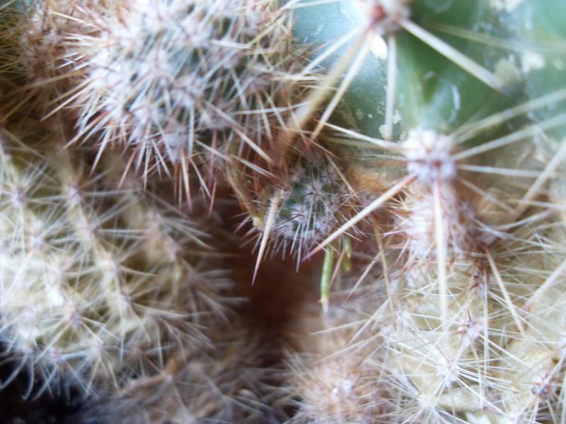 Echinopsis oxygona