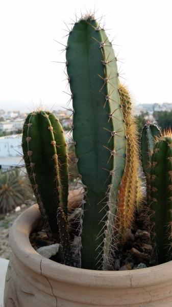 Cereus hankeanus