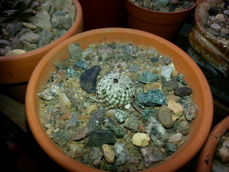 Turbinicarpus valdezianus