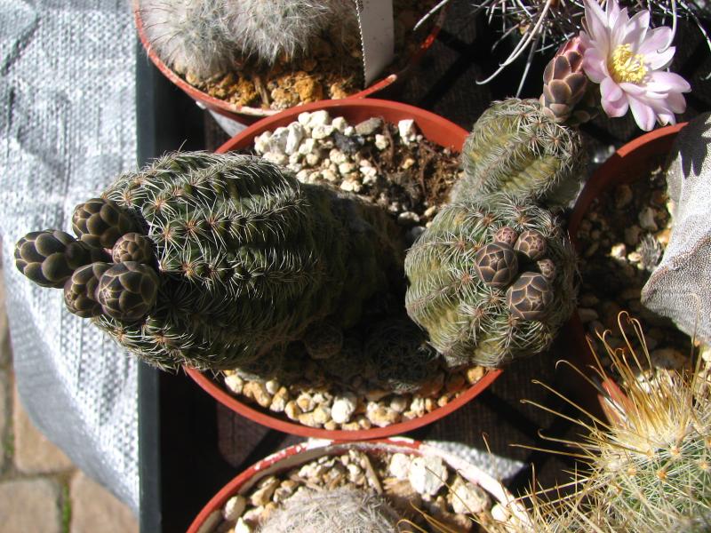 Gymnocalycium bruchii