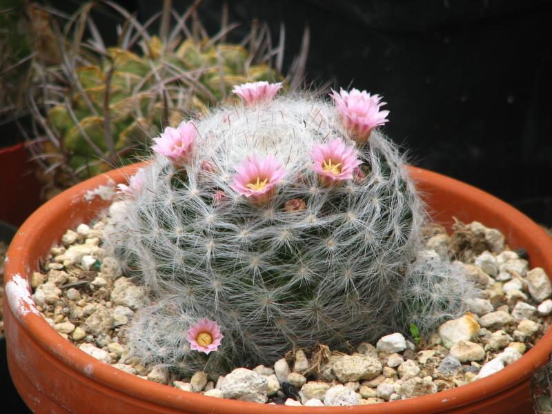 Mammillaria glassii