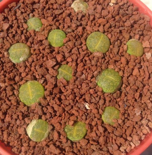 Lithops lesliei albinica