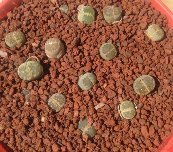 Lithops salicola