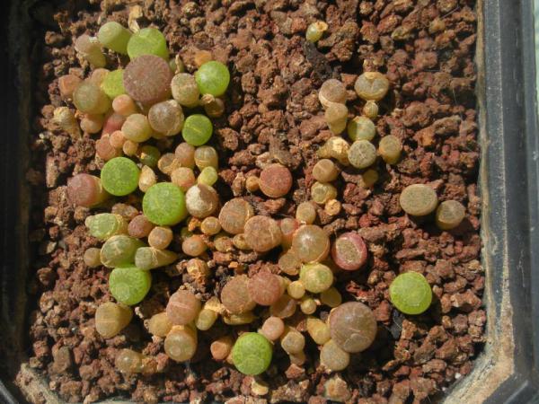 Lithops 9.jpg