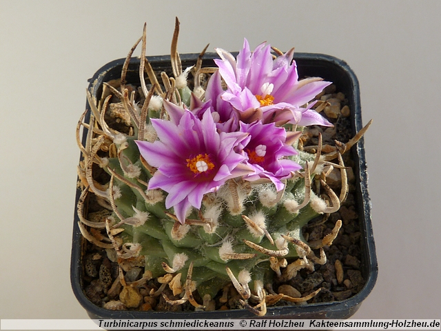 14_Turbinicarpus_schmiedickeanus.JPG