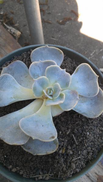 I believe this is one of the Echeveria species...But which one is beyond me.