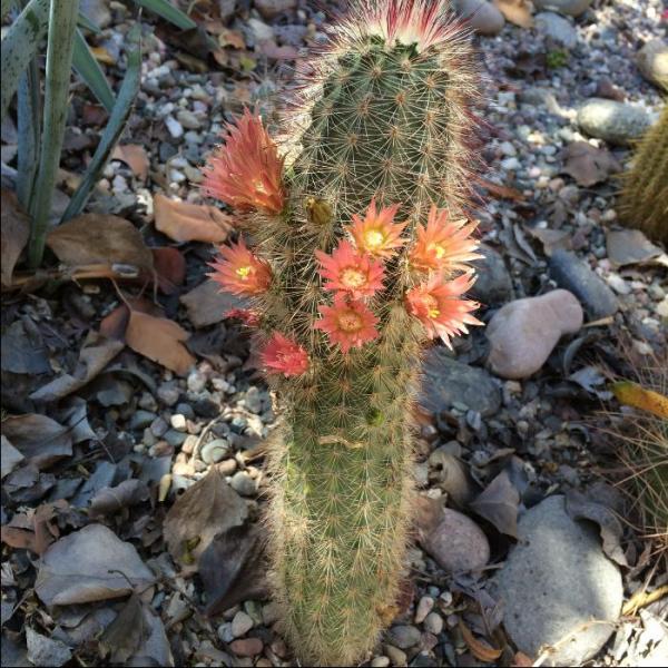 Echinocereus russanthus var vulpis-caudae (2015-Mar28)A.jpg