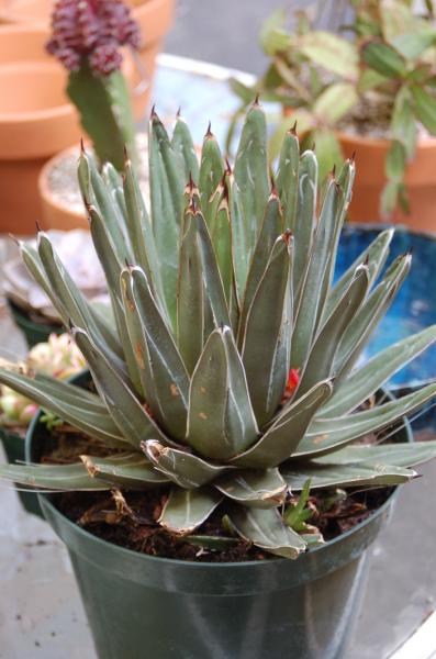 Agave victoria reginae.