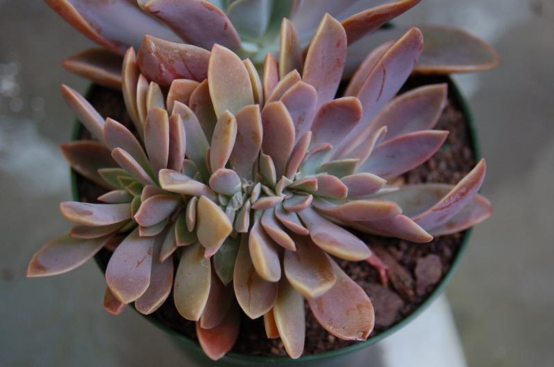 Echeveria, cristate I think, cool no matter what.