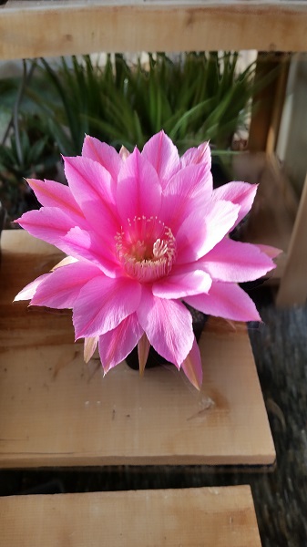 echinopsis hybrid