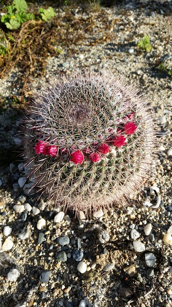 mammillaria not covered by weeds