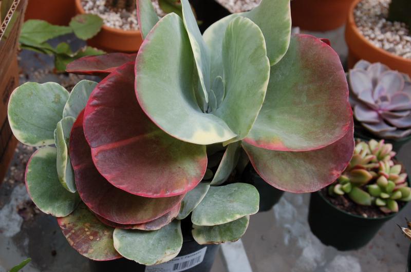 Pretty variegated pancake. Kalanchoe luciae or thrysifolia, this may be hard to figure out.