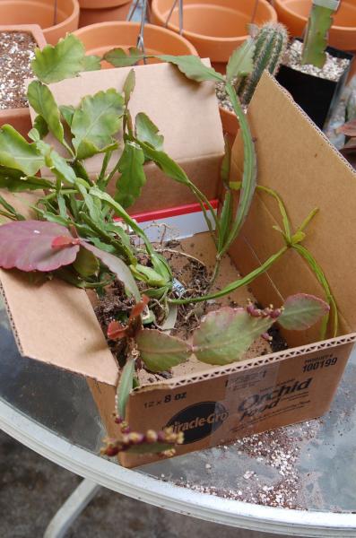 And the best of all ... four Rhipsalis! I'll ID and post pictures when I get them potted.