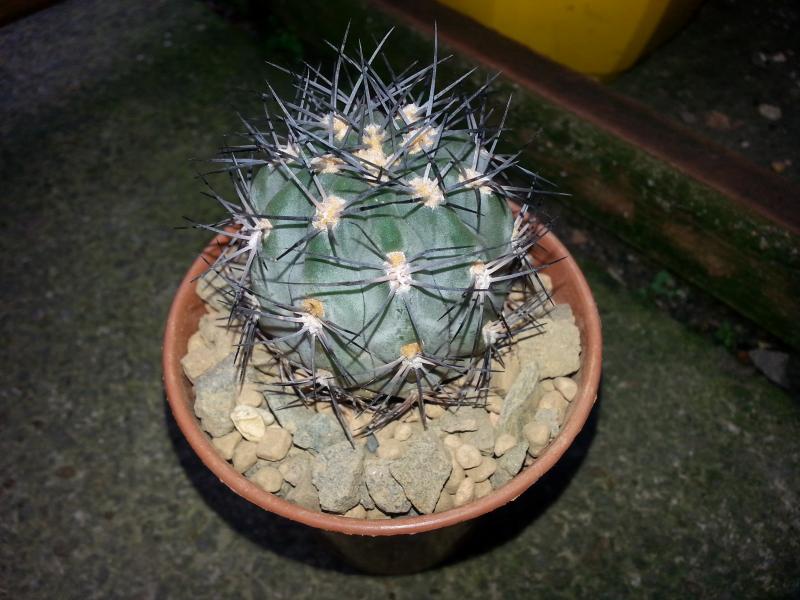 Echinopsis glaucina also known as Acanthocalycium glaucum