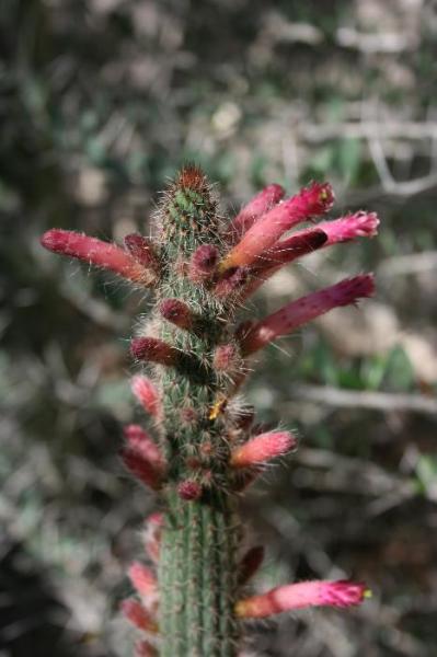 Cleistocactus dependens (2015-Apr01)A.jpg