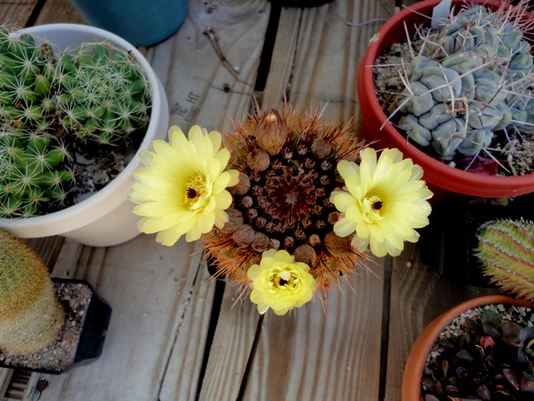 Notocactus species