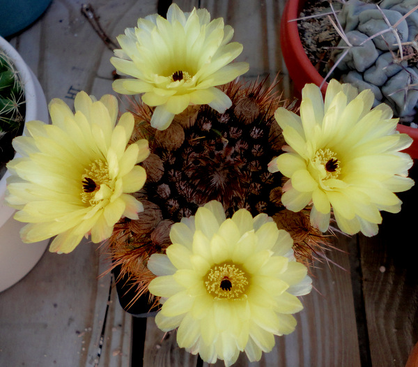 another notocactus photo