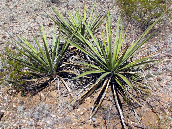 Yucca1.jpg